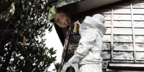 害虫害獣駆除・各種営繕工事